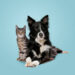 PetMeds® - Your Trusted Pet Health Expert