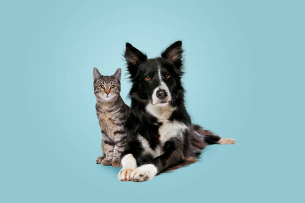 PetMeds® - Your Trusted Pet Health Expert