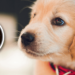Pet Valu Canada | Essential and Innovative Pet Supplies
